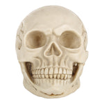 Skull Head Hallowmas Prop Gadget Display, Size: 19(L) x 13(W) x 14cm(H), Skull Head