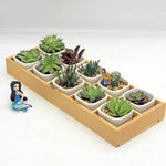 กล่องเก็บไม้ตกแต่งสวนภูมิทัศน์สำหรับต้นไม้ล้มลุก, 10 ช่อง