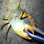 คีมจับปู คีมจับปลาโหล อุปกรณ์ทะเล คีมตรง 30 ซม., คีมตรง 38 ซม., คีมโค้ง 38 ซม., คีมตรง 53 ซม., คีมโค้ง 53 ซม.